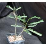 Senna meridionalis 5-inch pots