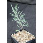 Senna artemisioides ssp. petiolaris 5-inch pots
