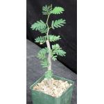Senna meridionalis 4-inch pots
