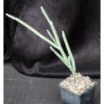 Seyrigia humbertii 4-inch pots