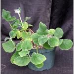 Sinningia lineata 8-inch pots