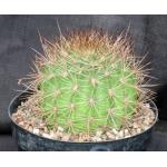 Soehrensia formosa 8-inch pots