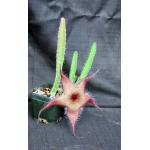 Stapelia gigantea 5-inch pots