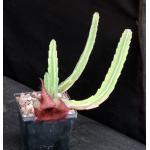 Stapelia grandiflora 5-inch pots
