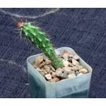 Stenocereus alamosensis 2-inch pots
