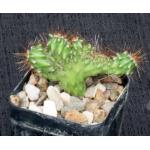 Stenocereus alamosensis (crest) 2-inch pots