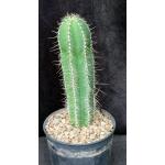 Isolatocereus (Stenocereus) dumortieri 5-inch pots