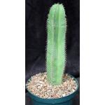 Isolatocereus (Stenocereus) dumortieri 8-inch pots