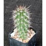 Stenocereus eruca 2-inch pots