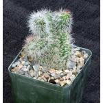 Stenocereus hollianus (crest) 4-inch pots