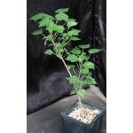 Sterculia africana one-gallon pots