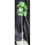 Sterculia rogersii one-gallon pots