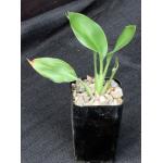 Strelitzia juncea 2-inch pots