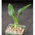 Strelitzia juncea 4-inch pots