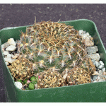 Sulcorebutia candiae 4-inch pots