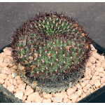 Sulcorebutia mentosa one-gallon pots