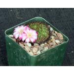 Sulcorebutia mentosa 4-inch pots