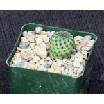 Sulcorebutia rauschii 4-inch pots