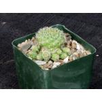 Sulcorebutia steinbachii var. kimnachii 4-inch pots