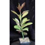 Synadenium grantii cv Rubra one-gallon pots