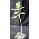 Synadenium sp.(Suyian) 4-inch pots