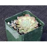 Tacitus bellus 4-inch pots