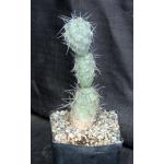 Tephrocactus alexanderi one-gallon pots