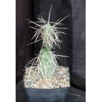 Tephrocactus aoracanthus var. pediophilus one-gallon pots