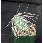 Tephrocactus aoracanthus var. pediophilus 4-inch pots