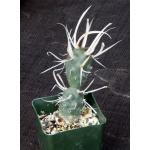 Tephrocactus articulatus var. papyracantha 4-inch pots