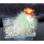 Thelocactus macdowellii 5-inch pots