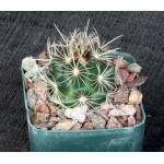 Thelocactus bicolor ssp. bicolor 3-inch pots