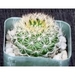 Thelocactus bicolor (tricolor) 2-inch pots
