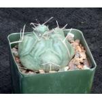 Thelocactus hexaedrophorous 4-inch pots