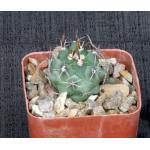 Thelocactus tulensis 3-inch pots