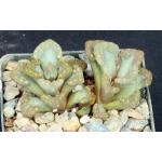 Titanopsis hugo-schlecteri 3-inch pots