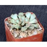Titanopsis hugo-schlecteri 3-inch pots
