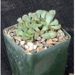 Titanopsis hugo-schlecteri 4-inch pots