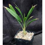 Trachycarpus fortunei 5-inch pots