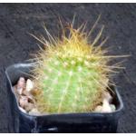 Trichocereus cv Red 2-inch pots