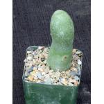 Trichocereus bridgesii (monstrose) 4-inch pots