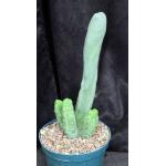 Trichocereus cv Bruce’s Dragon 8-inch pots