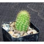 Trichocereus cv Pink-White 2-inch pots