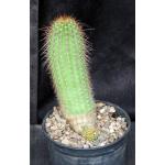 Trichocereus cv Incandescent Crimson x Ember Glow 5-inch pots