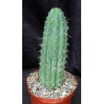 Trichocereus peruvianus 8-inch pots