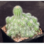 Trichocereus prolifera one-gallon pots