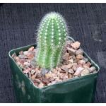 Trichocereus prolifera 4-inch pots