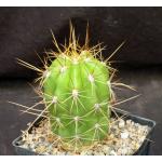 Trichocereus pseudocandicans one-gallon pots