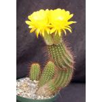 Trichocereus cv Sunflower 8-inch pots