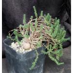Trichodiadema bulbosum one-gallon pots